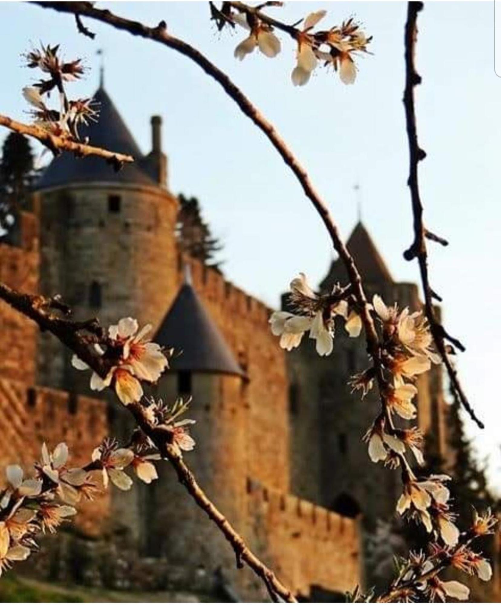 Villa Elegante A Carcassonne Avec Jardin Et Jacuzzi Dış mekan fotoğraf